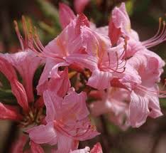 Azalea Candy Lights Rhododendron Candy Lights Candy Lights Azalea Fragrant Plant Flower Seeds Azaleas