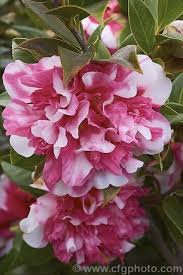 Camellia Anticipation Variegated This Is A Sport Of Anticipation Camellia Saluensis Camellia Japonica Leviathan Amazing Flowers Flowers Love Flowers