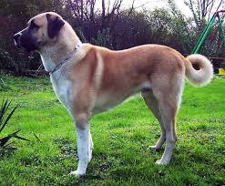 Anadolu Coban Kopegi Dunyadaki Tum Onemli Kopek Kulupleri Tarafindan Taninan Mastif Turunde Bi Anatolian Shepherd Dog Large Dog Breeds Most Popular Dog Breeds