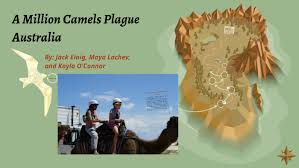 Government leaders held a board meeting on dec. A Million Camels Plague Australia By Maya Lachev