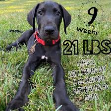 4 great dane puppies available. Great Dane Puppies For Sale Boxer Puppies For Sale Near Me