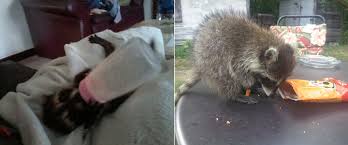 Apr 06, 2005 · imagine that you have a nest hidden in a bush, and there is a raccoon that is looking for it. Baby Racoon Pet Pet S Gallery