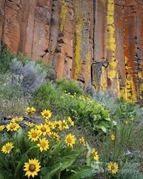 Check spelling or type a new query. Bend Oregon Wildflower Photos Mike Putnam Photography