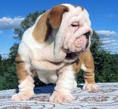 White And Brown Wrinkly Bulldog Outside Bulldog Images English Bulldog Puppies Bulldog