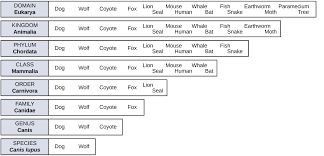 1 3 Classification Of Organisms By Openstax Jobilize Com