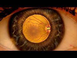 Pin On Eye Health And Information