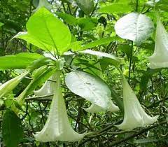 Bahaya dan manfaat daun kecubung lifestyle kompas com gambar bunga kecubung dipostkan pada 19 june 2019 3 15 kategori kecubung berikut adalah beberapa pembahasan gambar bunga dan informasi tips mengenai kecubung gambar bunga dan serta info lain yang berkaitan di blog 0 hidup sehat com tanaman tanaman mematikan yang tumbuh di indonesia. 11 Manfaat Daun Kecubung Untuk Kesehatan