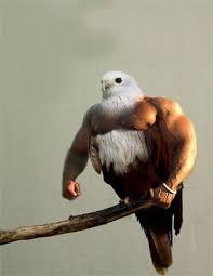 Buff Bird Funny Bird Pictures Funny Birds Photoshopped Animals