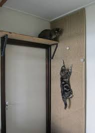 Evde Sikilan Kediler Icin Eglenceli Oyun Alanlari Kedi Hayvan Projeleri Evcil Hayvanlar