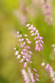 Visually, it won't look out of place either. Blossom Mediterranean Pink Heather Erica Coastline Malta Flora Stock Photo Picture And Royalty Free Image Image 104596247