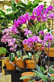 2314 main street vancouver, washington 98660. Our 5 Favourite Vancouver Florists Space Harmony