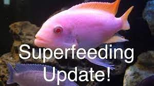 Superfeeding Update On Growing African Cichlids Quickly Youtube