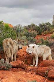 Desert Wolves Wolf Dog Animals Wild Animals