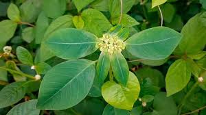 Image result for Euphorbiaceae