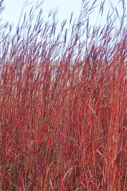 Image result for Andropogon