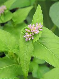 Image result for Persicaria nepalensis