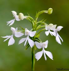 Image result for Habenaria splendentior
