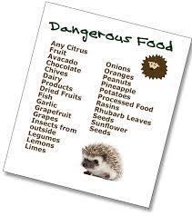 Foods To Avoid Feeding Hedgehogs Pygmy Hedgehog Hedgehog Care Hedgehog Cage