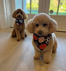 Meridian Ball 💜 always a good time! Thank you to Ambassador Stuart Holliday  and his lovely wife Gwen for hosting us and thank you @annazuckerman for  the beautiful jewelry! 🩷