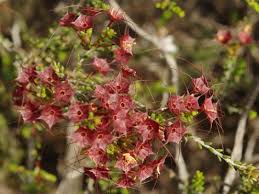 Image result for Tetragonia calycina