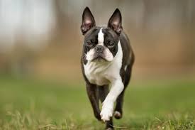 Image result for boston terrier
