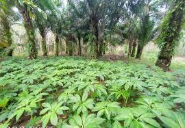 .porang di jambi jual beli bibit porang jambi jual produk bibit umbi porang iles murah dan bibit porang paidi, harga bibit porang 2017. Porang Tanaman Kaya Manfaat Komoditas Ekspor Unggulan Cina Dan Jepang Media Online Www Duasatu Net