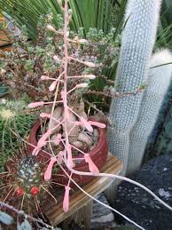 Image result for Sladeniaceae