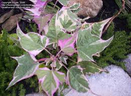 Ornamental sweet potato tubers are, indeed, sweet potatoes ( ipomoea batatas ). Plantfiles Pictures Ornamental Sweet Potato Sweet Potato Vine Pink Frost Ipomoea Batatas By Evr