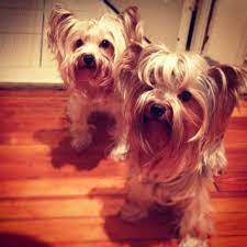yorkie litter brothers maestro and kistin yorkie cute puppies yorkshire terrier