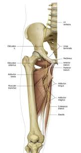Image result for Obturator Nerve Compression