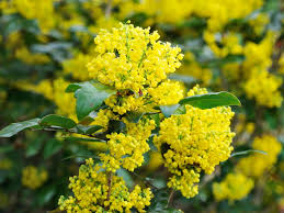Zone 5 early spring gardening sun plants flowers photography beginning of spring start of spring. Plants That Flower In Winter Hgtv