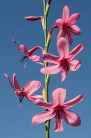 Image result for Watsonia