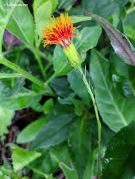 Image result for Aptosimum procumbens