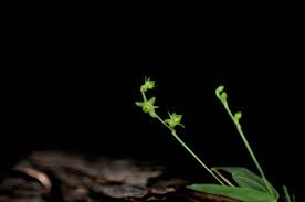 Image result for Angraecum sacciferum