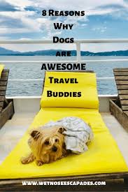 Why Dogs Make The Best Travel Buddies Dog Travel Dog Friends Dog Friendly Vacation