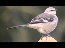 Northern Mockingbird Brown Bird With White Stripes On Wings And Tail Mocking Bird Copying Ambulance Siren Youtube In 2020 Bird Tattoos Arm Bird Mocking Birds