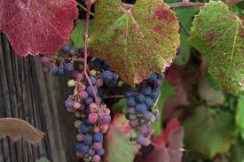 Image result for Vitis