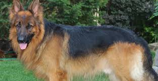We want everyone to enjoy life with a new puppy or kitten, therefore we make it easy for you to own your new puppy or kitten with payment plans. My King Shepherd Dogs