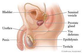 He has also guest starred in series including dawson's creek, house, scrubs and grey's anatomy. Cancer And Sexuality Overview Of Male Anatomy