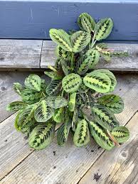 Image result for maranta
