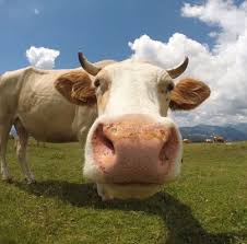 Pin By Beethoventherescuepup On Cute Animals Gopro Gopro Photos Animal Lover