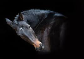 Black And Brown Horse Portrait Of Brown Horse On The Black Background Horses Stock Images Free Brown Horse