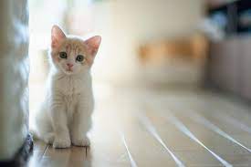 Cat Wallpapers Top Free Cat Backgrounds Wallpaperaccess