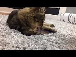 Two Cats And One Virtual Mouse Super Cat Cats Cat Mouse