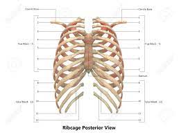 Ribs (ap view) the ribs ap view is a specific projection employed in the assessment of the posterior ribs. Human Skeleton System Rib Cage Anatomy Posterior View Stock Photo Picture And Royalty Free Image Image 92995436