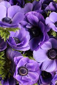 Galilee Blue Anemones Grown At Love N Fresh Flowers Pretty Flowers Anenome Flower Purple Flowers
