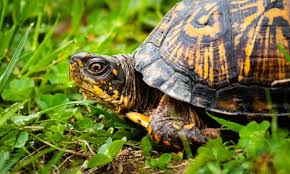 Dec 02, 2019 · wood turtle: Eastern Box Turtle Chesapeake Bay Program