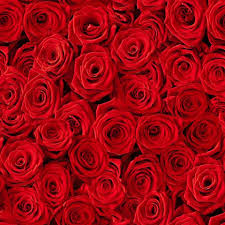 14 Rose Color Meanings What Do The Colors Of Roses Mean