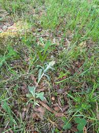 Image result for Pseudognaphalium oligandrum