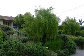 Image result for Maytenus chasei